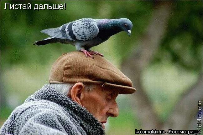 Котоматрица: Листай дальше!