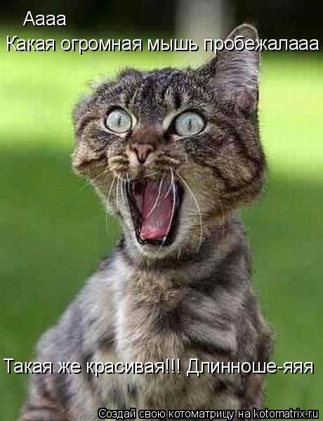 Котоматрица: Аааа Какая огромная мышь пробежалааа Такая же красивая!!! Длинноше-яяя