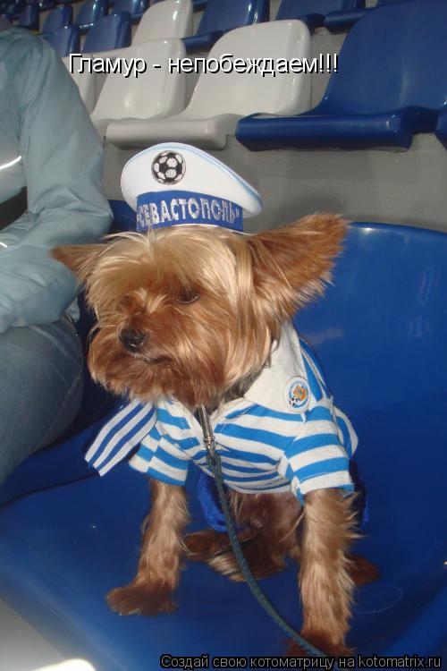 Котоматрица: Гламур - непобеждаем!!!