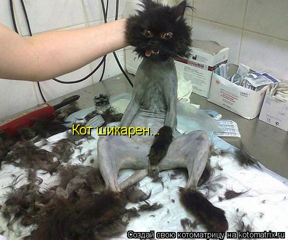 Котоматрица: Кот шикарен...