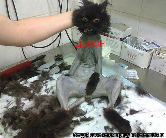 Котоматрица: ДЭМОН