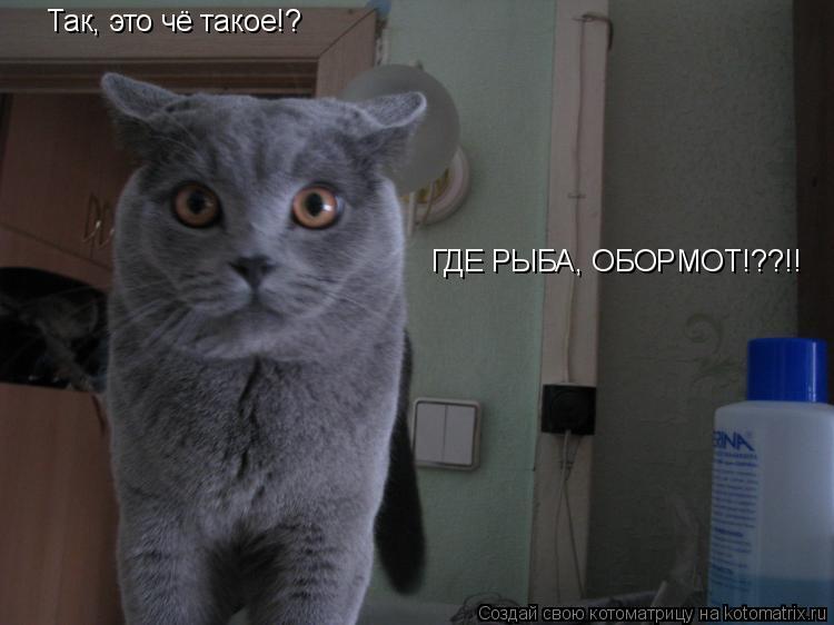 Котоматрица: Так, это чё такое!? ГДЕ РЫБА, ОБОРМОТ!??!!