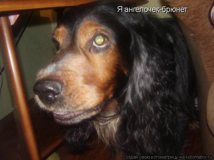 Котоматрица: Я ангелочек-брюнет
