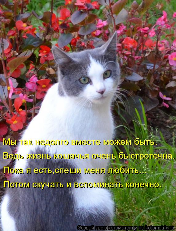 Котоматрица: Мы так недолго вместе можем быть. Ведь жизнь кошачья очень быстротечна. Пока я есть,спеши меня любить... Потом скучать и вспоминать конечно.