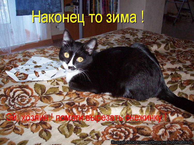 Котоматрица: Наконец то зима ! Эй, хозяин ! помоги вырезать снежинку !