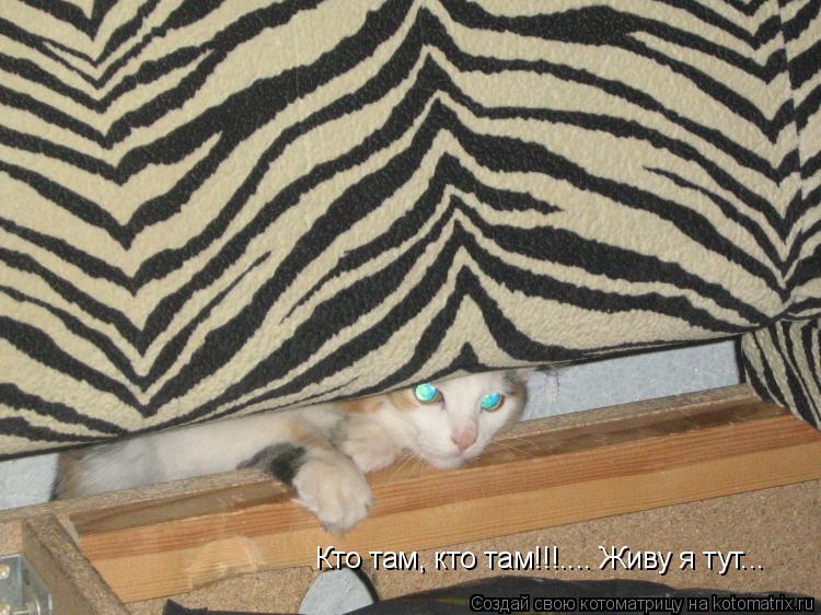 Котоматрица: Кто там, кто там!!!.... Живу я тут...