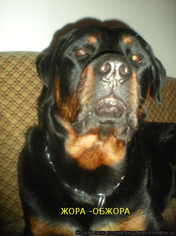 Котоматрица: ЖОРА -ОБЖОРА