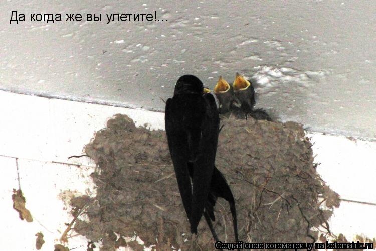 Котоматрица: Да когда же вы улетите!...