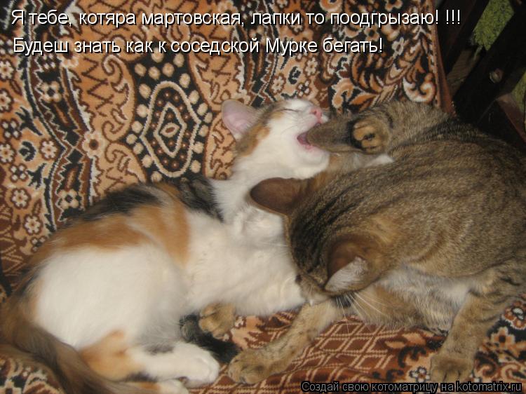 Котоматрица: Я тебе, котяра мартовская, лапки то поодгрызаю! !!! Будеш знать как к соседской Мурке бегать!
