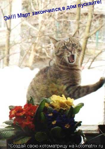 Котоматрица: Эй!!! Март закончился, домой пускайте! Эй!!! Март закончился,в дом пускайте! Эй!!! Март закончился,в дом пускайте!