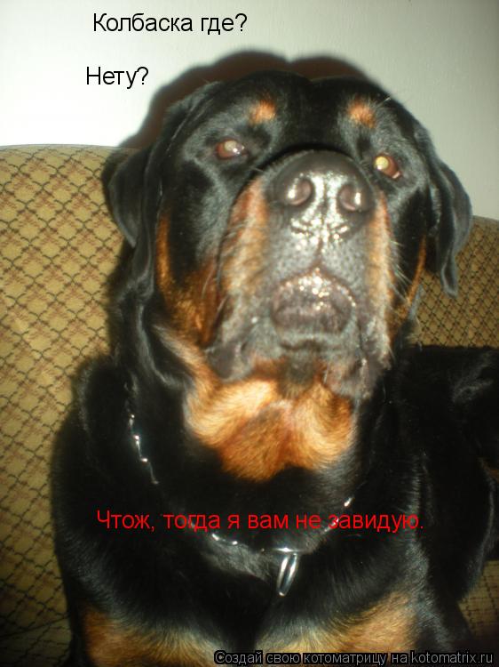 Котоматрица: Колбаска где? Нету? Чтож, тогда я вам не завидую.