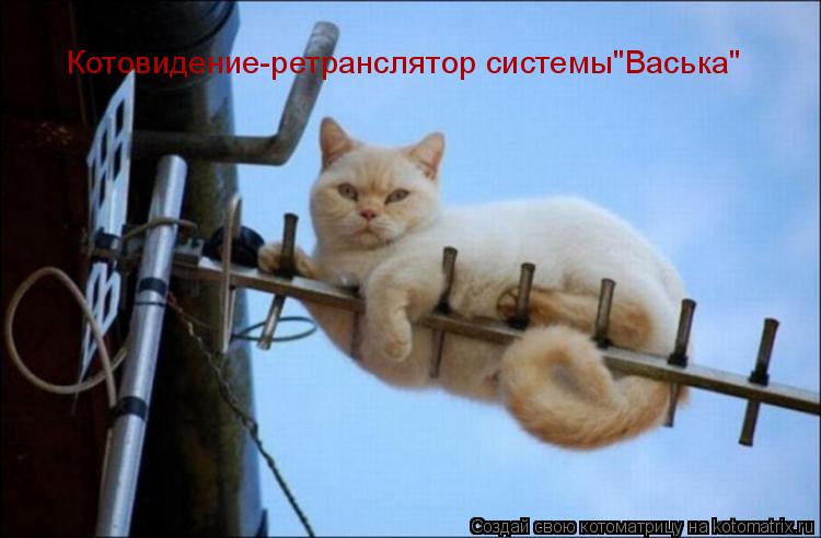 Котоматрица: Котовидение-ретранслятор системы"Васька"