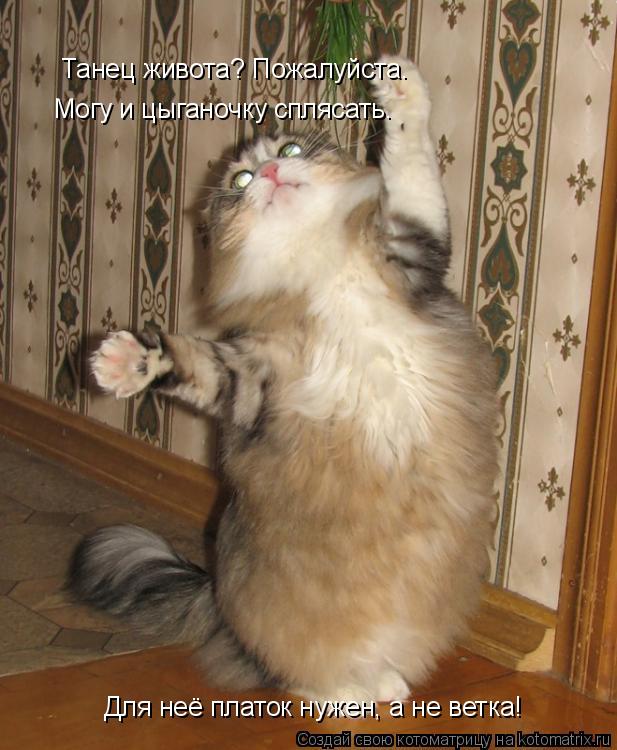 Котоматрица: Танец живота? Пожалуйста. Могу и цыганочку сплясать.  Для неё платок нужен, а не ветка!