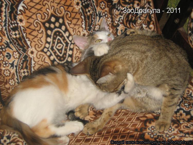 Котоматрица: ЗооДракула - 2011