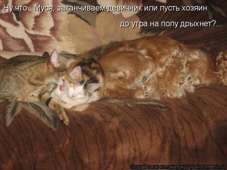 Котоматрица: Ну что , Муся, заканчиваем девичник или пусть хозяин  до утра на полу дрыхнет?...