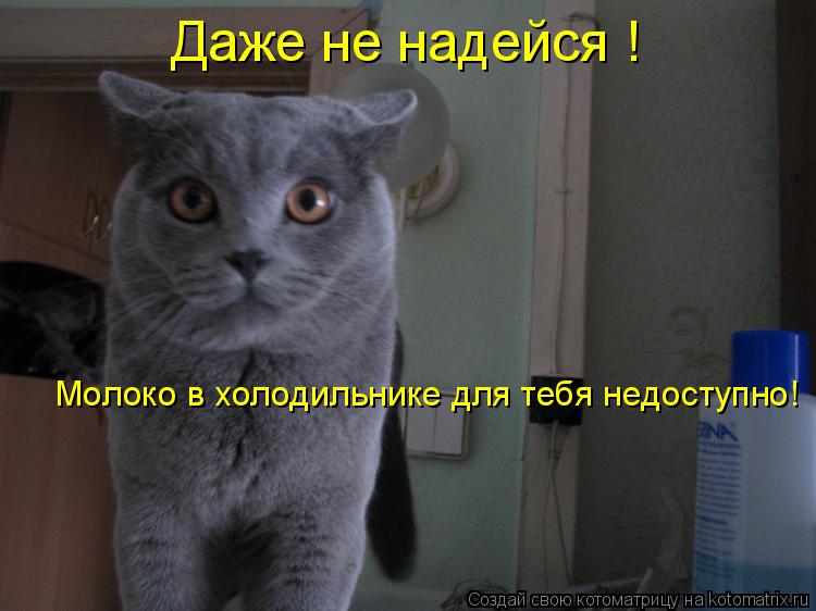 Котоматрица: Даже не надейся ! Молоко в холодильнике для тебя недоступно!