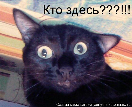 Котоматрица: Кто здесь???!!!