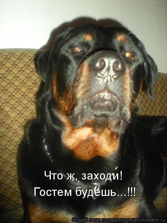 Котоматрица: Что ж, заходи!  Гостем будешь...!!!