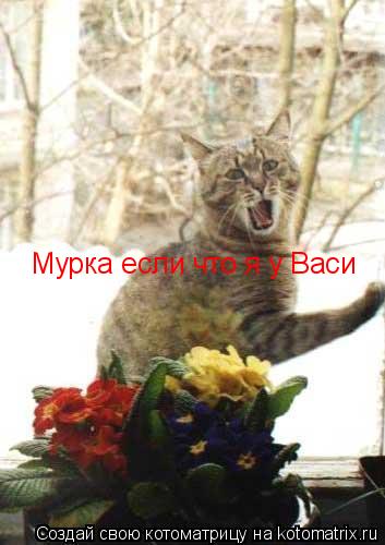 Котоматрица: Мурка если что я у Васи