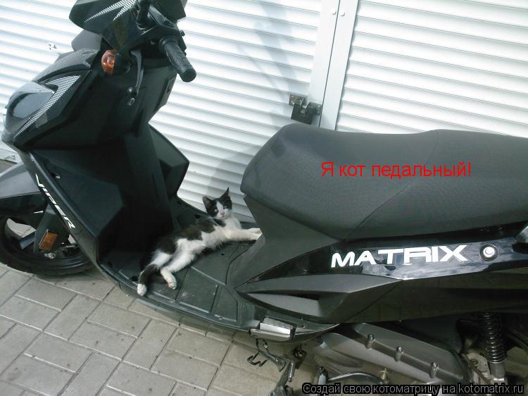 Котоматрица: Я кот педальный!