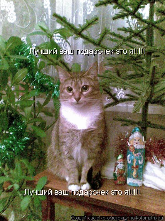 Котоматрица: Лучший ваш подарочек это я!!!!! Лучший ваш подарочек это я!!!!!