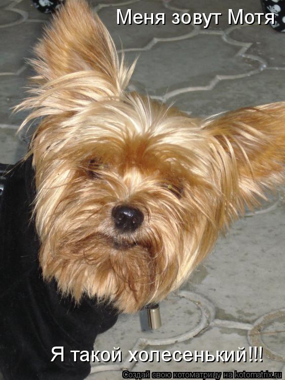 Котоматрица: Я такой холесенький!!! Меня зовут Мотя