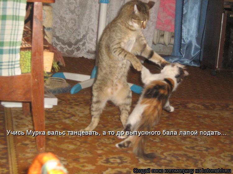 Котоматрица: Учись Мурка вальс танцевать, а то до выпускного бала лапой подать...