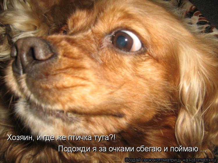Хозяин, и где же птичка тута?! Подожди я за очками сбегаю и поймаю ...... Котоматрица: Хозяин, и где же птичка тута?! Подожди я за очками сбегаю и поймаю ...