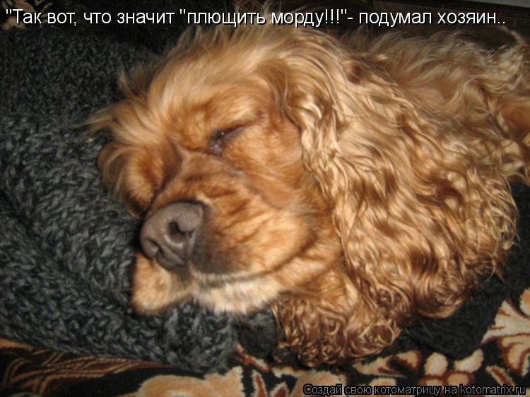 "Так вот, что значит "плющить морду!!!"- подумал хозяин..... Котоматрица: "Так вот, что значит "плющить морду!!!"- подумал хозяин..