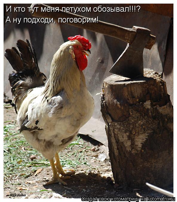 И кто тут меня петухом обозывал!!!? А ну подходи, поговорим!... Котоматрица: И кто тут меня петухом обозывал!!!? А ну подходи, поговорим!