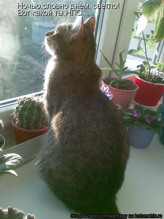 Ночью,словно днём, светло! Вот какой ты,НЛО...... Котоматрица: Ночью,словно днём, светло! Вот какой ты,НЛО...
