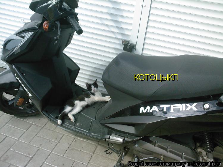 КОТОЦЫКЛ... Котоматрица: КОТОЦЫКЛ