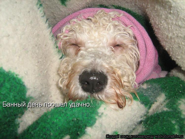Банный день прошел удачно...... Котоматрица: Банный день прошел удачно...