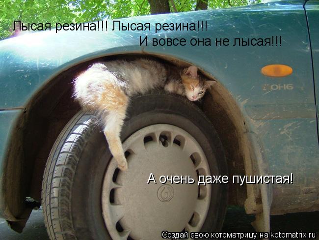 Лысая резина!!! Лысая резина!!! И вовсе она не лысая!!! А очень даже пушистая!... Котоматрица: Лысая резина!!! Лысая резина!!! И вовсе она не лысая!!! А очень даже пушистая!