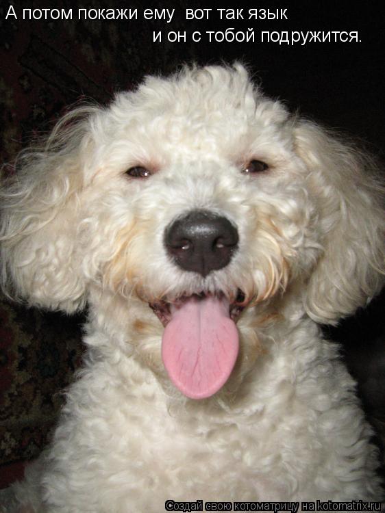 А потом покажи ему вот так язык и он с тобой подружится.... Котоматрица: А потом покажи ему вот так язык и он с тобой подружится.