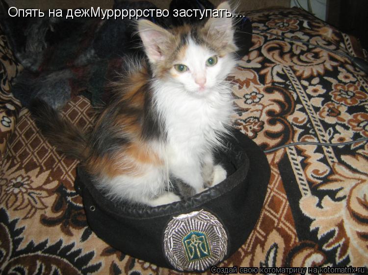 Котоматрица: Опять на дежМурррррство заступать....