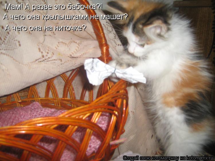 Котоматрица: Мам! А разве это бабочка?! А чего она крылышками не машет? А чего она на ниточке?