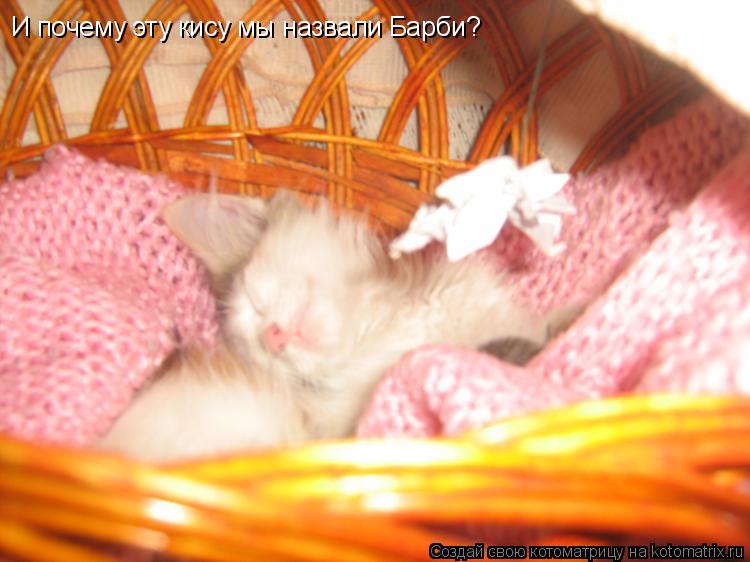 Котоматрица: И почему эту кису мы назвали Барби?