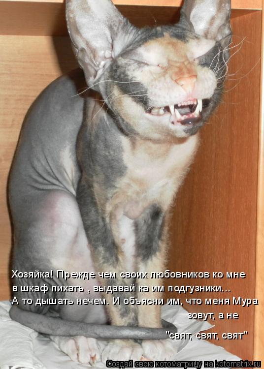 Котоматрица: Хозяйка! Прежде чем своих любовников ко мне  в шкаф пихать , выдавай ка им подгузники... "свят, свят, свят" А то дышать нечем. И объясни им, что м