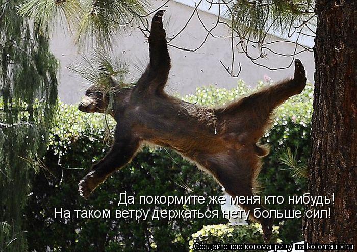 Котоматрица: Да покормите же меня кто нибудь! На таком ветру держаться нету больше сил!