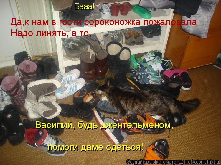 Котоматрица: Бааа! Да,к нам в гости сороконожка пожаловала Надо линять, а то, Василий, будь джентельменом, помоги даме одеться!