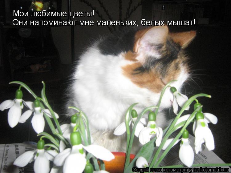 Котоматрица: Мои любимые цветы! Они напоминают мне маленьких, белых мышат!