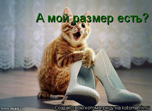 Котоматрица: А мой размер есть?