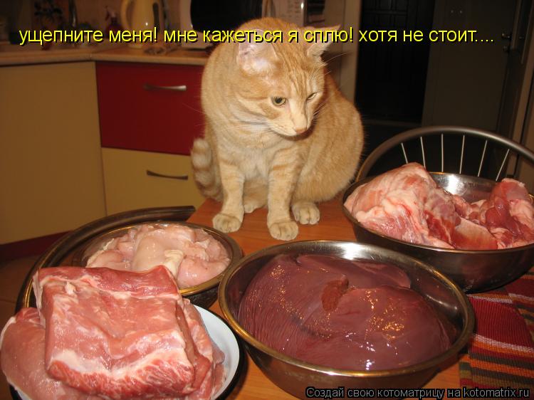 Котоматрица: ущепните меня! мне кажеться я сплю! хотя не стоит....