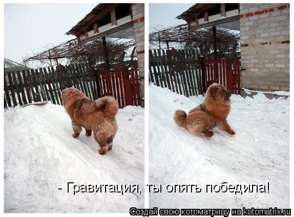 Котоматрица: - Гравитация, ты опять победила!