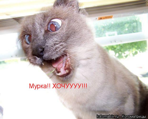 Котоматрица: Мурка!! ХОЧУУУУ!!!