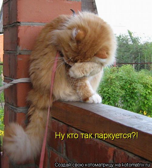 Котоматрица: Ну кто так паркуется?!