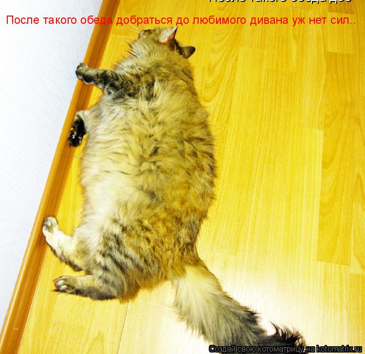 Котоматрица: После такого обеда доб После такого обеда добраться до любимого дивана уж нет сил..