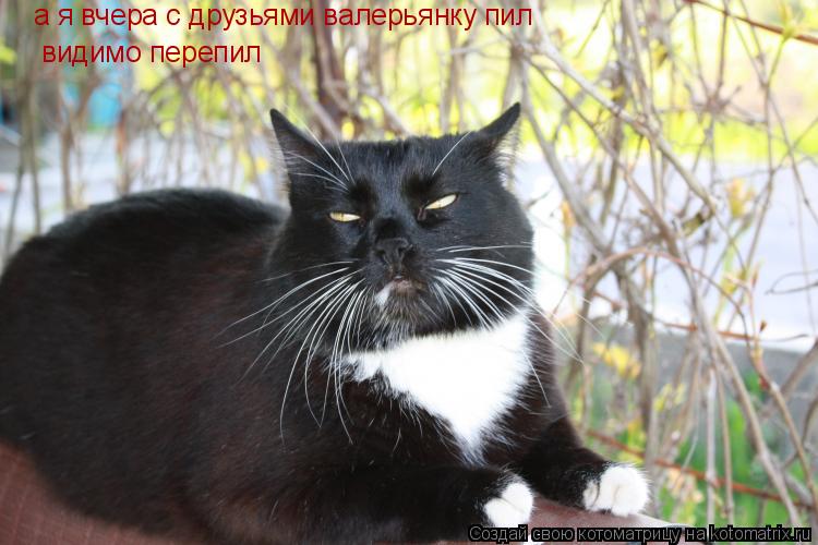 Котоматрица: а я вчера с друзьями валерьянку пил  видимо перепил