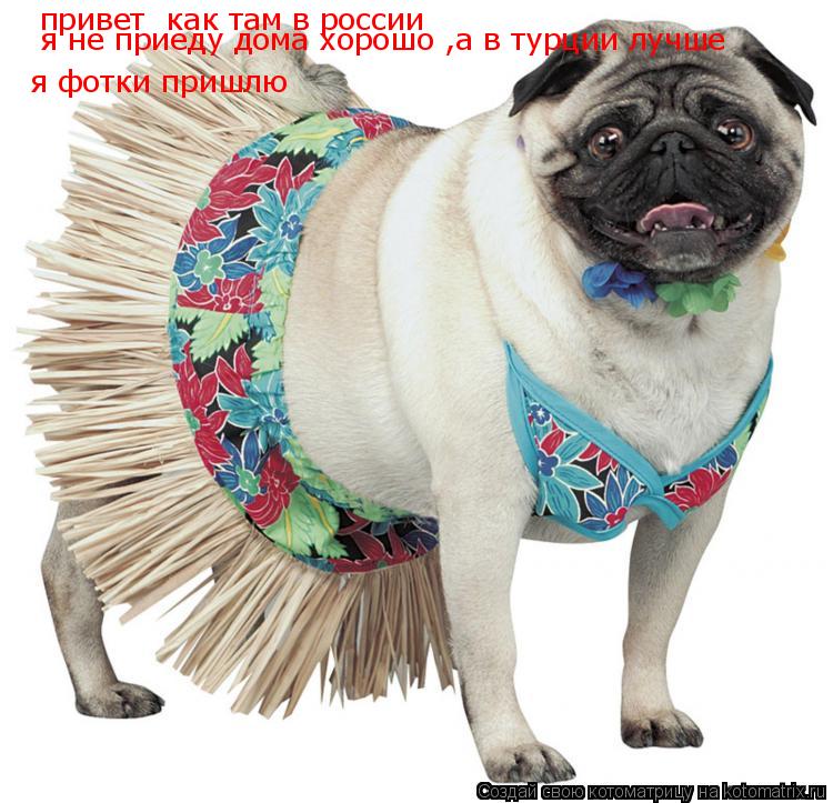 привет как там в россии я не приеду дома хорошо ,а в турции лучше я фотки пришлю... Котоматрица: привет как там в россии я не приеду дома хорошо ,а в турции лучше я фотки пришлю